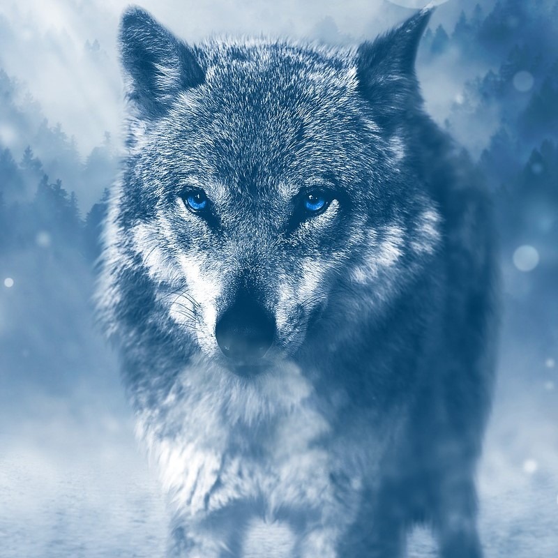 mystischer-wolf-im-winter