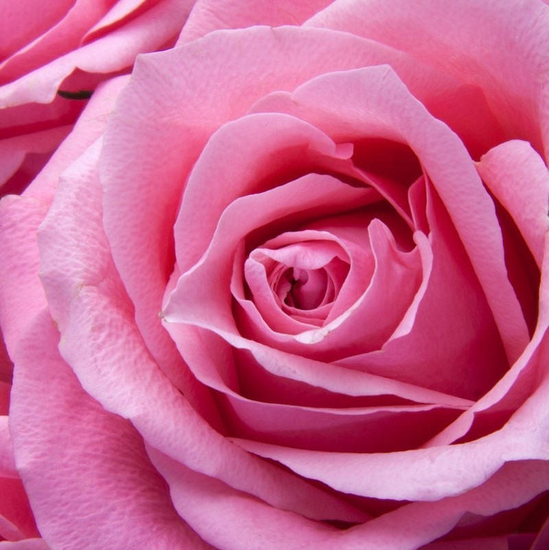 rosa-rosenbluete